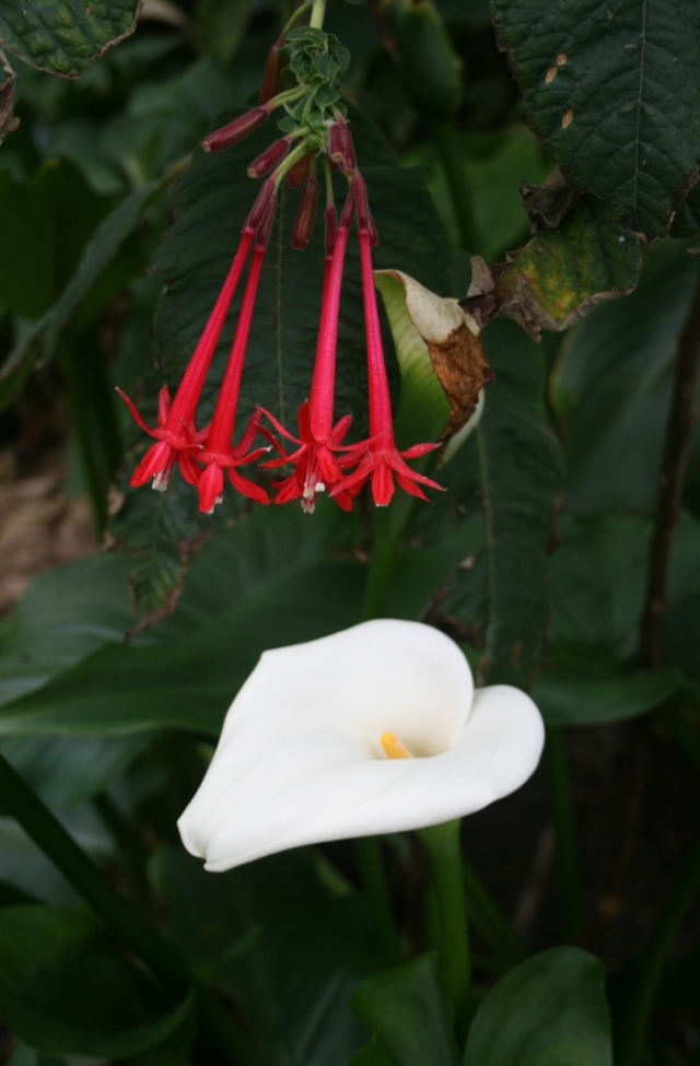 Fuschia and arum lily