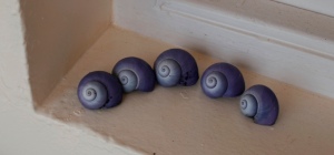 Periwinkle shells on display at Periwinkle Cottage