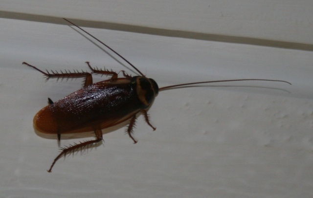 Cockroach 3