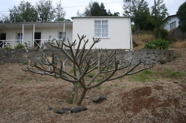 Garden sculpture at Periwinkle