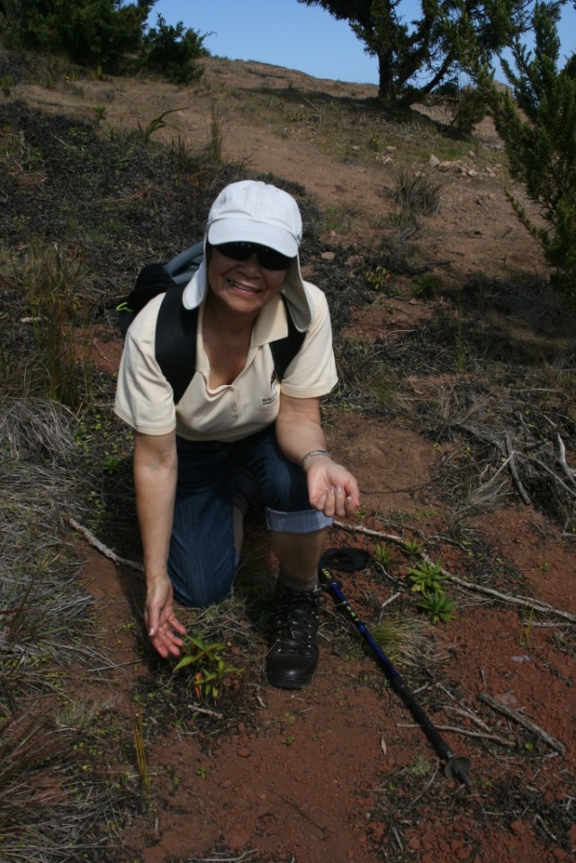 Val with recently planted endemic ebony